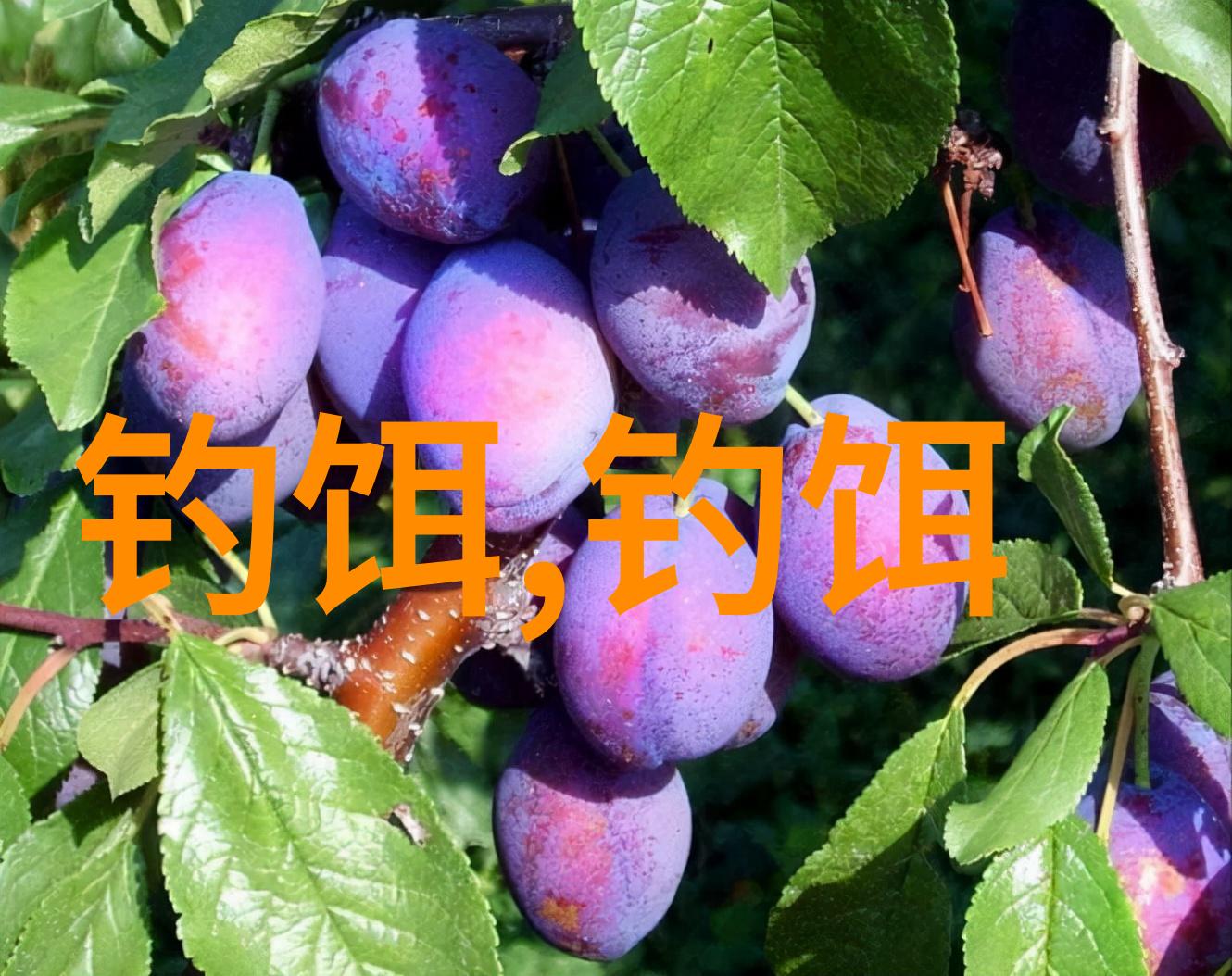 钓鱼老鬼九一八香型饵料钓鲫鱼希要调饵料吗